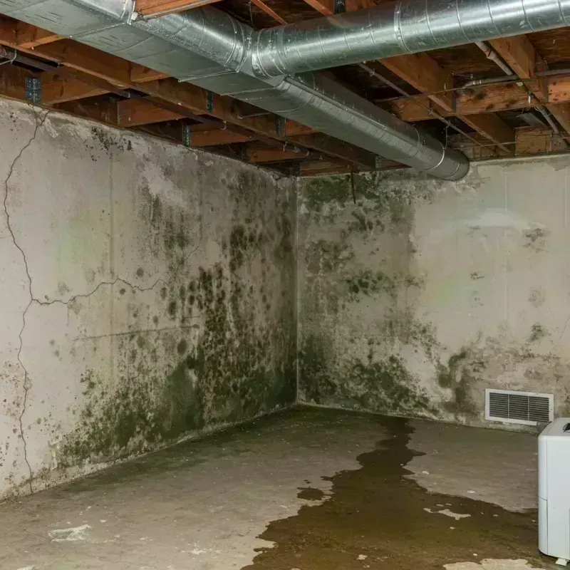 Professional Mold Removal in Milan, MO